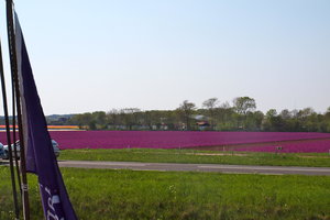 Geurende velden met hyacinten in de kleur van de Holland Sail vlag.